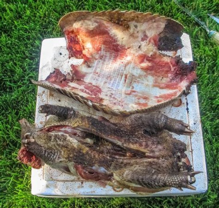 Can you eat an armadillo?