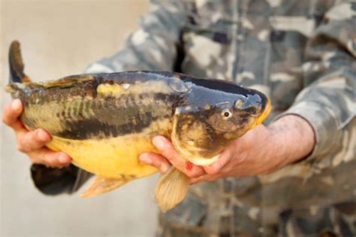 Can you eat carp in Australia?