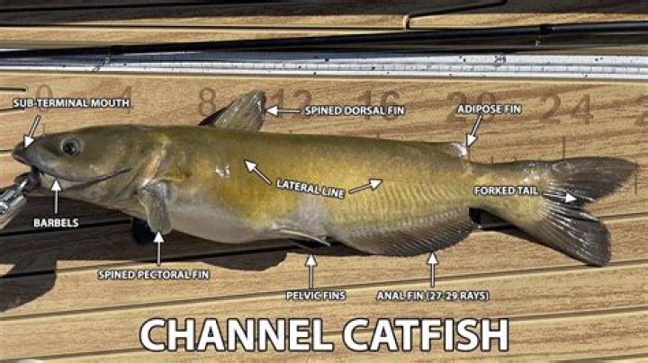 Can you eat catfish out of the Chesapeake Bay?