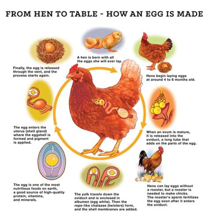 Can you eat eggs after worming chickens?