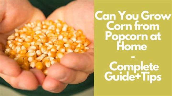 Can you grow corn from popcorn?
