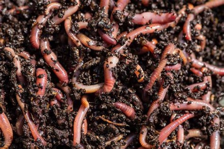 Can you have too many worms in a worm farm?