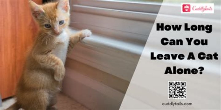 Can you leave your cats alone for a week?