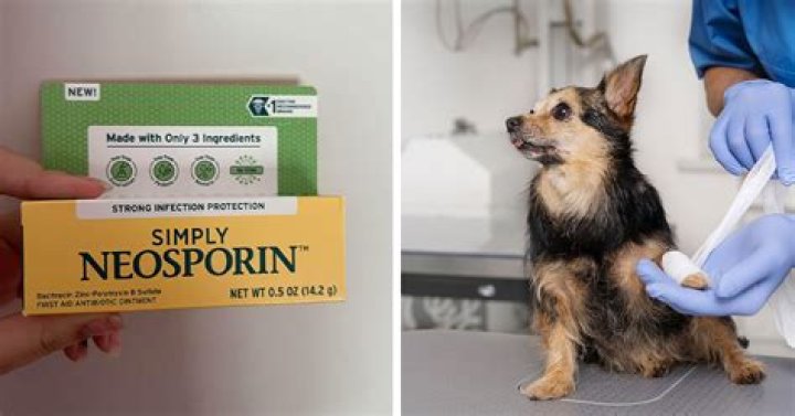 Can you put Neosporin on a dog's bum?