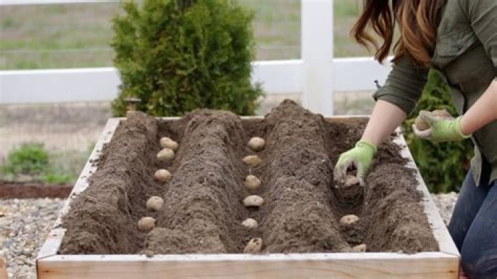 Can you regrow potatoes?