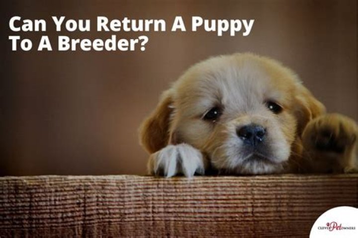 Can you return dog to breeder?