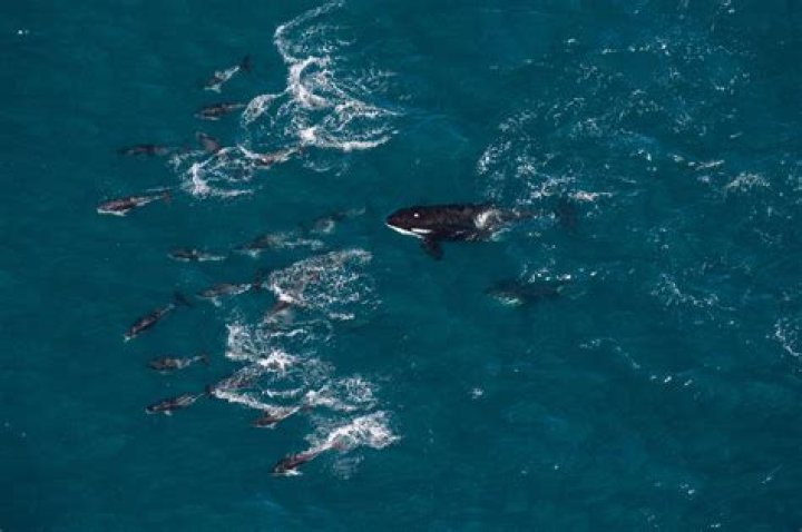 Can you see whales from a plane?