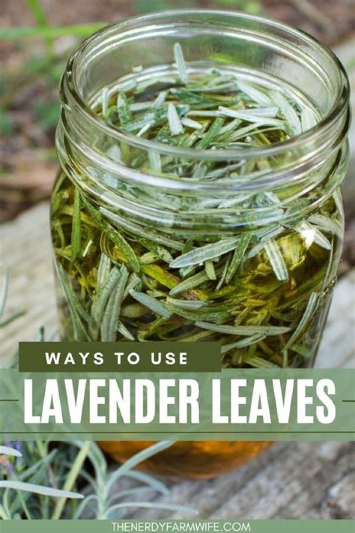 Can you smudge with lavender leaves?