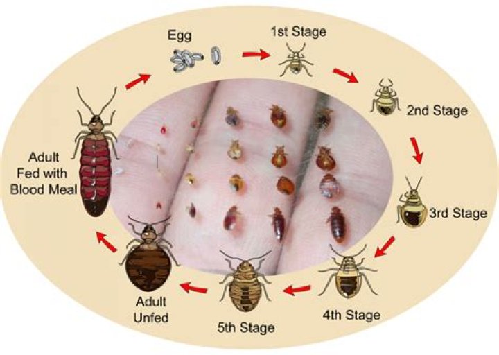 Can you tell how long you had bed bugs?
