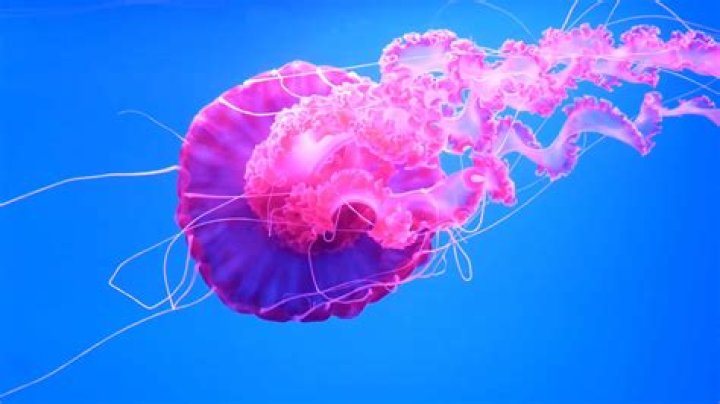 Can you touch a jellyfish and not get stung?