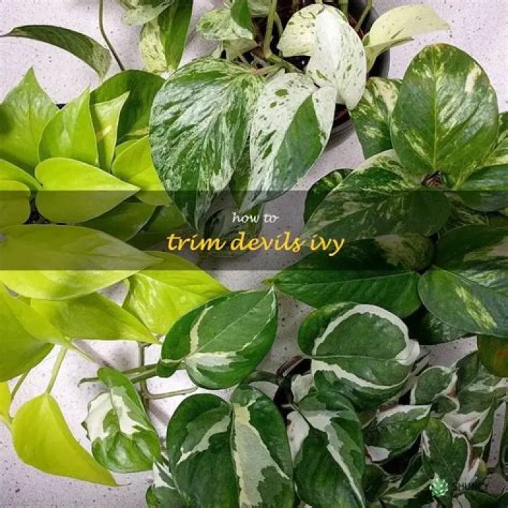 Can you touch Devils Ivy?