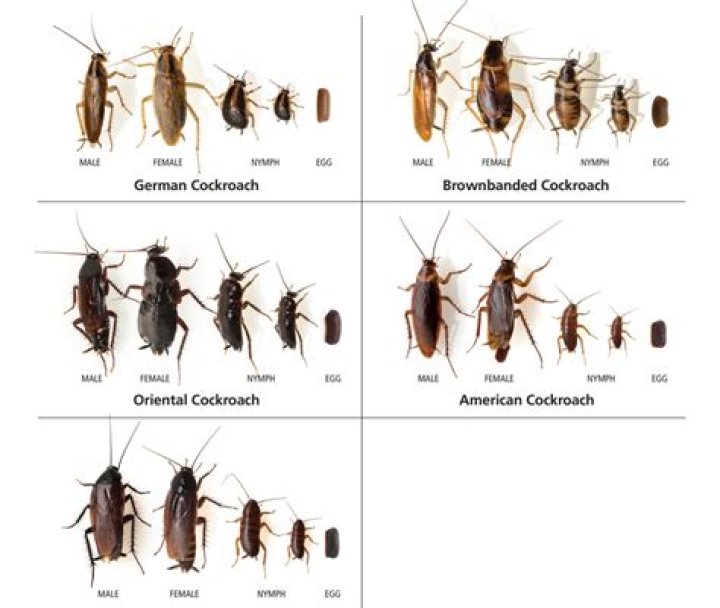 Can you vacuum roach eggs?