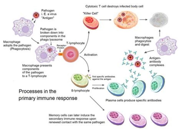Can your immune system fight off melanoma?