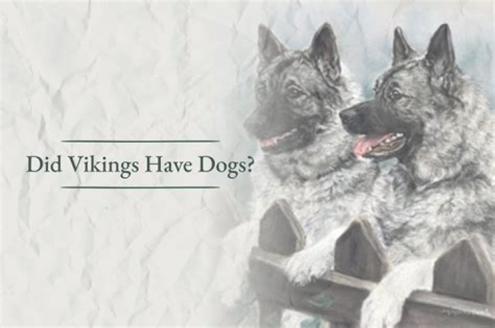 Did Vikings have bears?