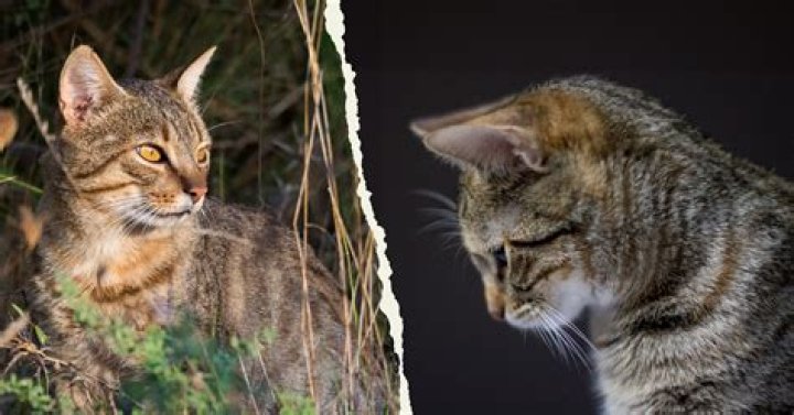 Did Vikings have domesticated cats?