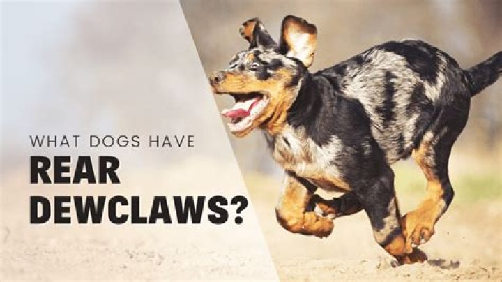 Do all breeds have dewclaws?