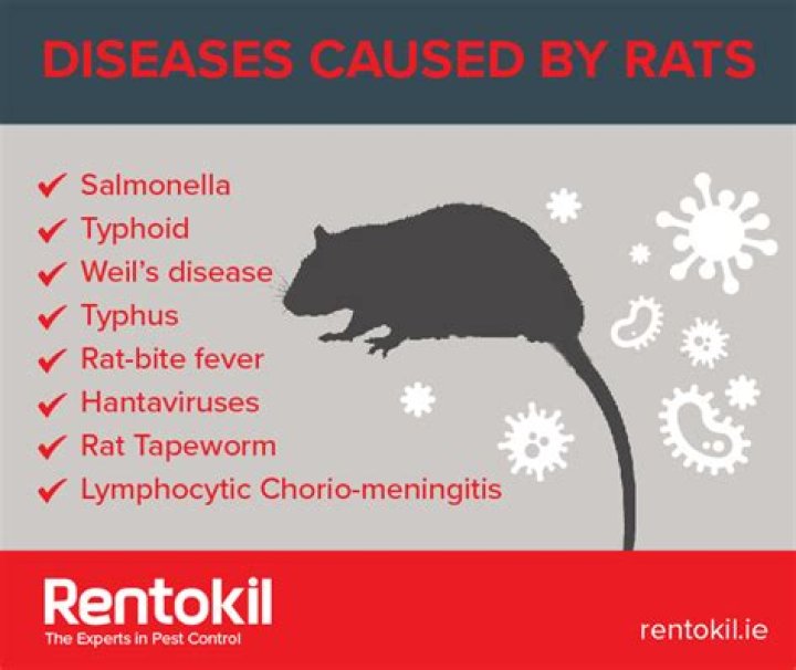 Do all rats carry diseases?