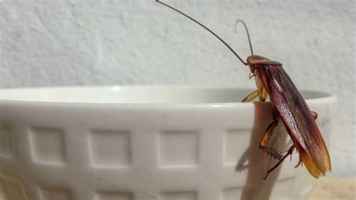 Do American roaches infest homes?