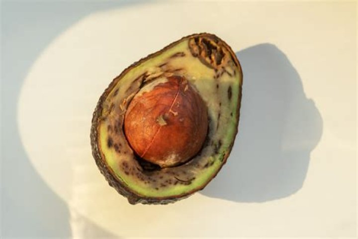 Do avocados like full sun?