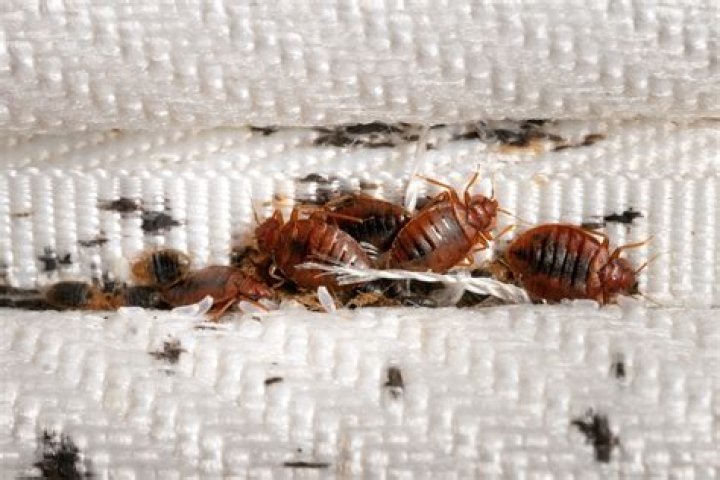 Do bed bugs fight each other?