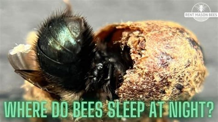 Do bees sleep at night time?