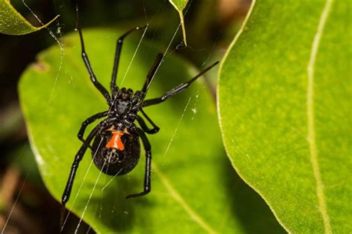 Do black widows eat their babies?