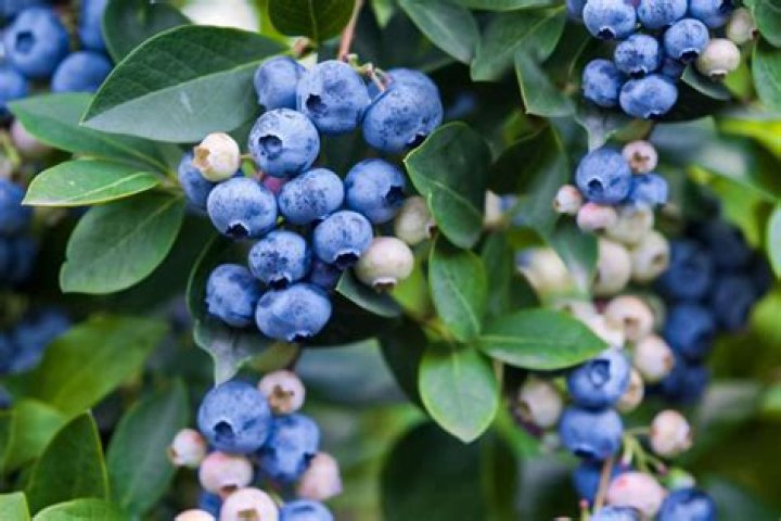 Do blueberries fruit the first year?