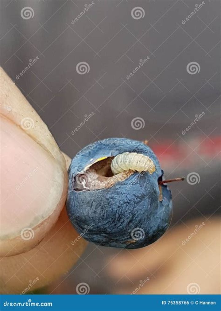 Do blueberries have worms in them?