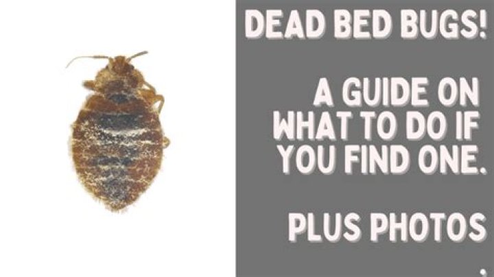 Do bugs recognize dead bugs?