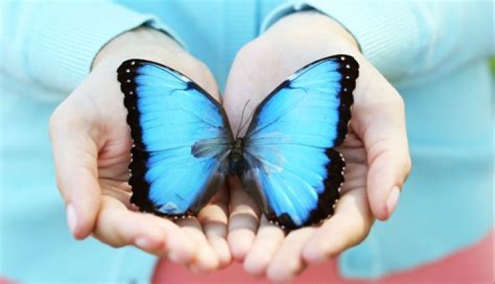 Do butterflies land on humans?