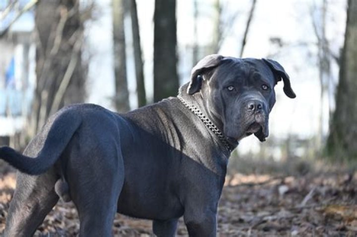 Do Cane Corsos have pitbull in them?