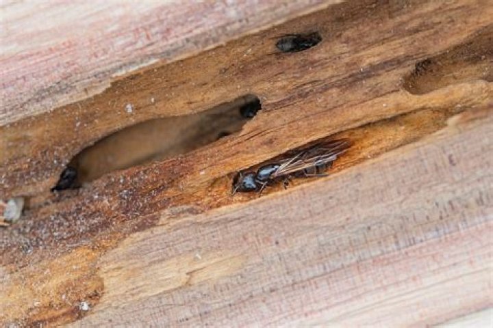 Do carpenter bees cause structural damage?