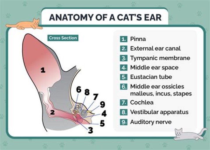 Do cats like the inside of their ears rubbed?