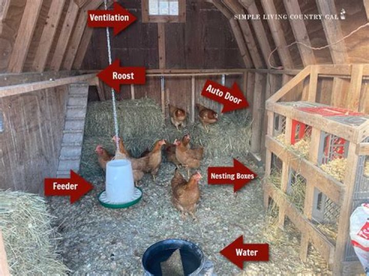 Do chickens actually sleep?