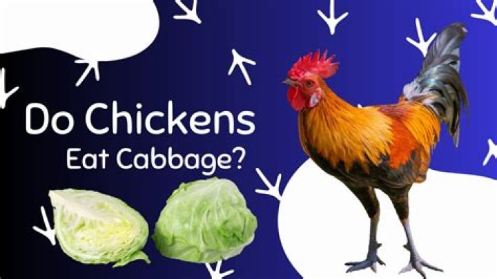 Do chickens eat cabbage?