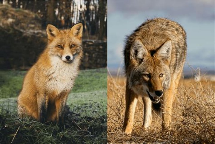 Do coyotes and foxes get along?
