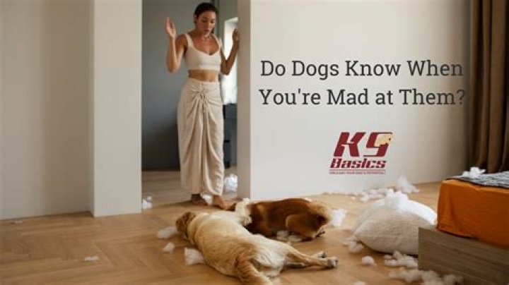 Do dogs know you are mad at them?