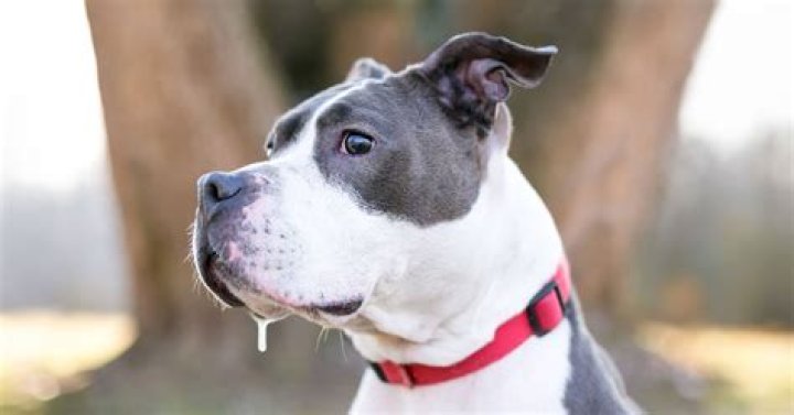 Do dogs tremble when sad?