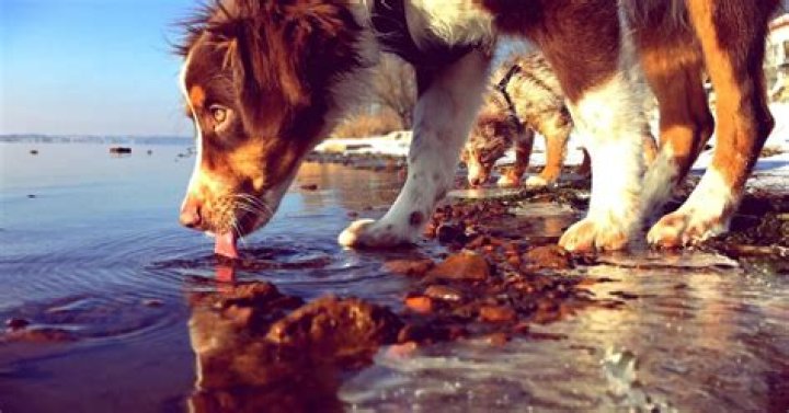 Do dogs with rabies drink water?