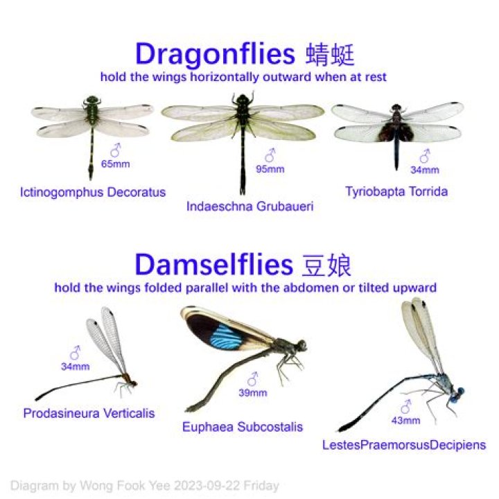 Do dragonflies like water?