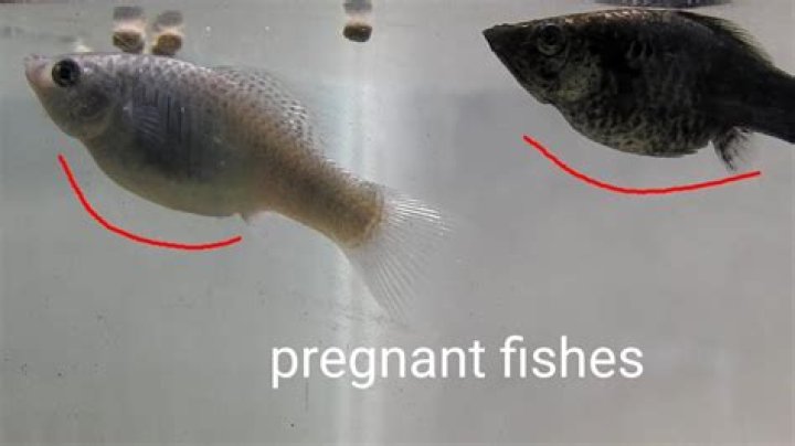 Do fish get pregnant?