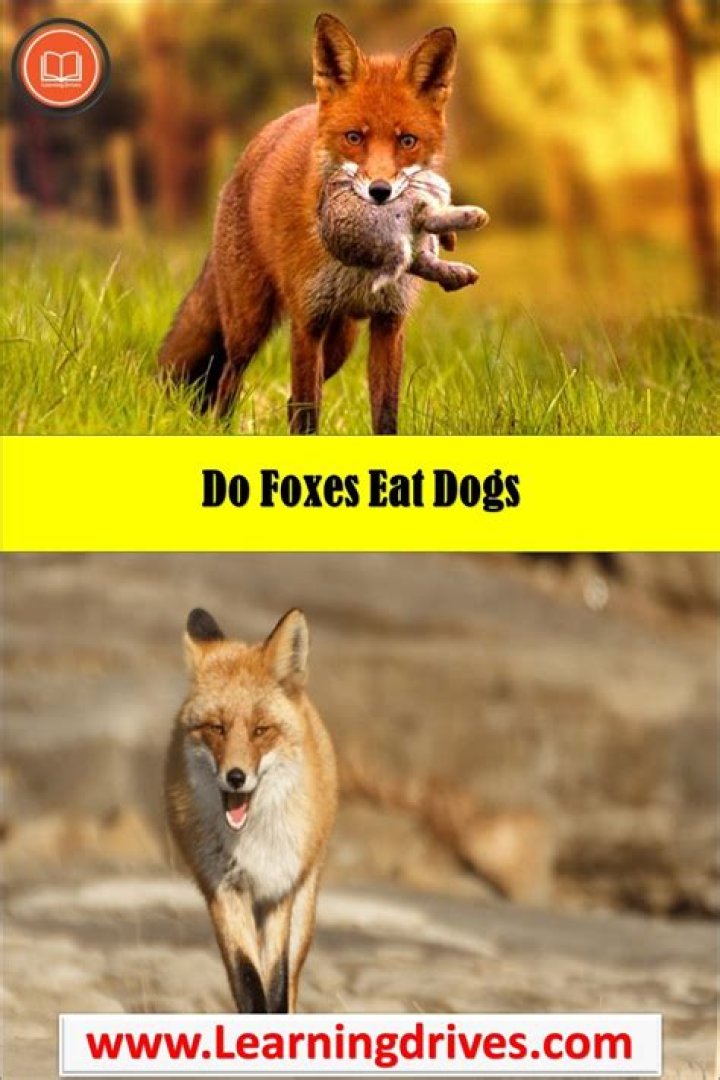 Do fox eat dogs?