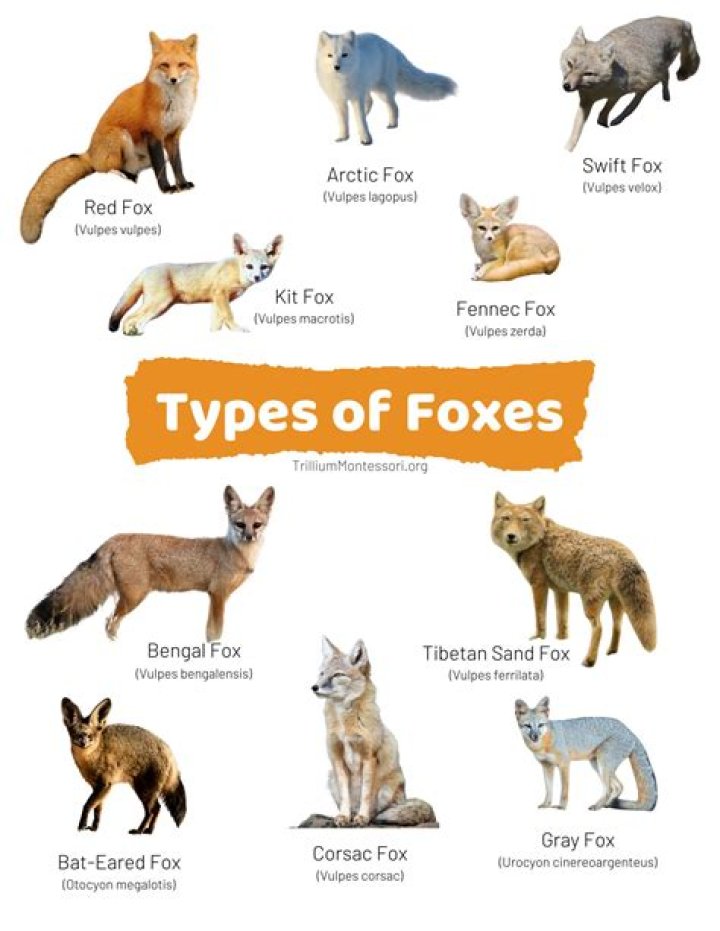 Do foxes use the same den every year?