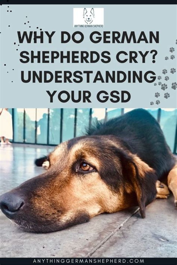 Do German Shepherds cry?