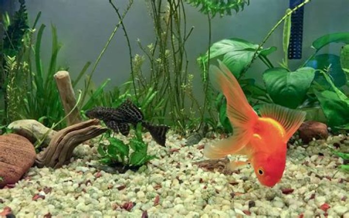 Do goldfish need rocks and plants?