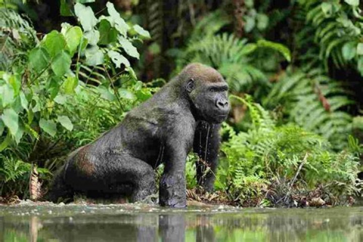 Do gorillas live in Mexico?