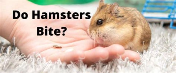 Do hamsters bite?
