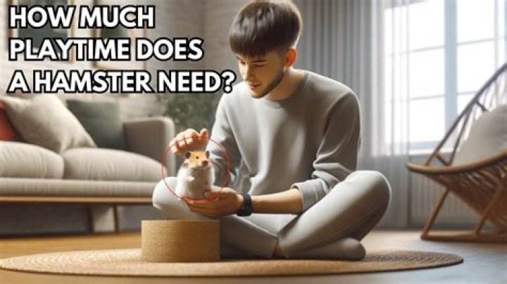 Do hamsters need a lot of attention?