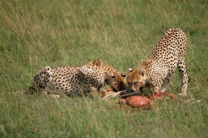 Do hawks eat cheetah?