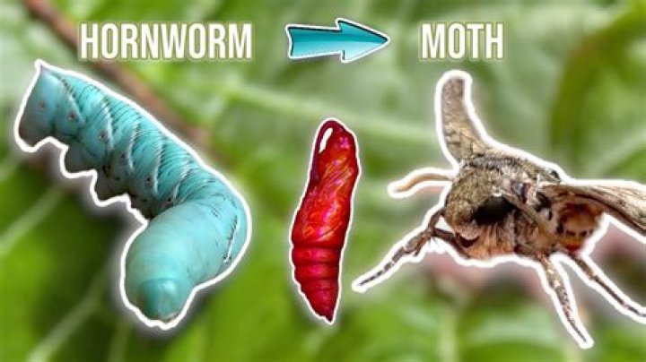 Do hornworms have blood?